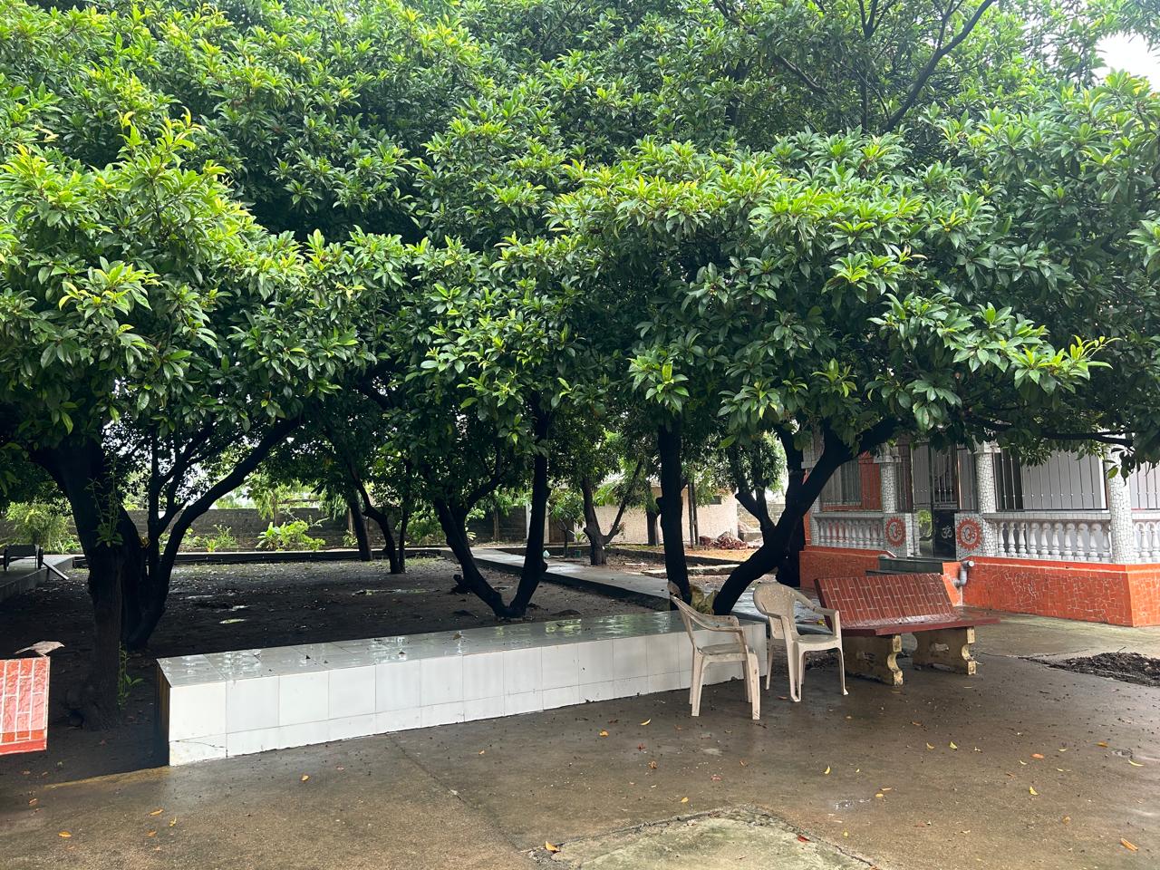 Outdoor seating under trees